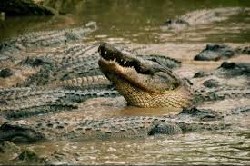 Florida City - Gators in the