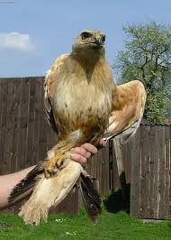 (Buteo rufinus)