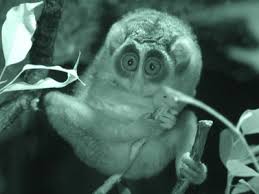 Loris tardigradus