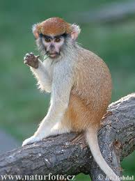 Erythrocebus patas