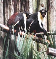 Cercopithecus diana (Diana