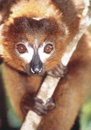 Eulemur rubriventer