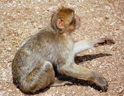 File:Macaca sylvanus Morocco