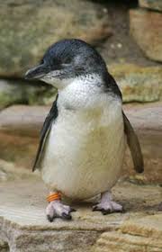 Little Penguin Eudyptula minor