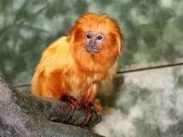 (Leontopithecus rosalia