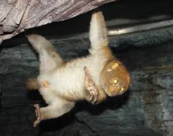 name = Potto MSW3