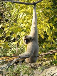Hylobates concolor )