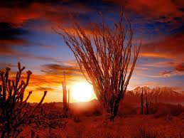 Ocotillo, Sonora Desert