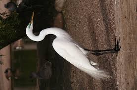File:Ardea alba4.jpg