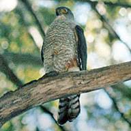 Accipiter bicolor