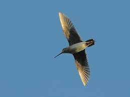 Snipe Gallinago megala