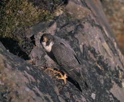 'Falco peregrinus tundrius at