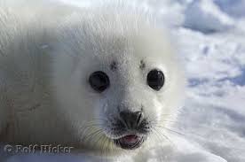 โดย : SUTCE_SEAL น้องใหม่