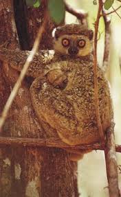 Avazhi occidentalis
