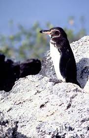 Spheniscus mendiculus