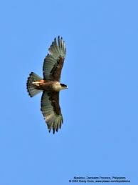 Spizaetus philippensis