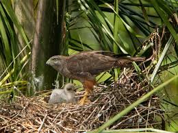 Buteo ridgwayi, female and
