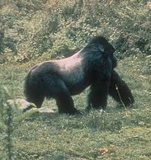 Gorilla beringei beringei