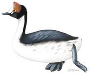 Image of: Podiceps gallardoi