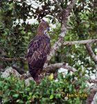 Spizaetus cirrhatus 1