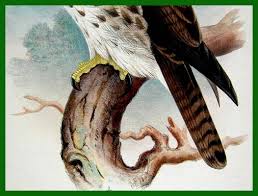 showing Buteo solitarius,