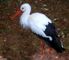 European White Stork (Ciconia
