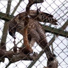 Picha:Spizaetus nipalensis.jpg