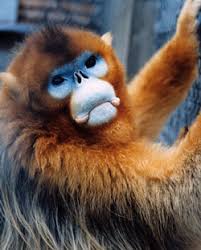 Rhinopithecus roxellana