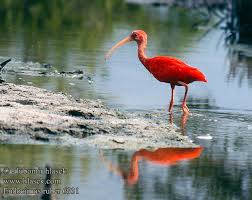 Ibis rudý ショウジョウトキ
