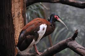 Schopfibis im Zoo von Bronx
