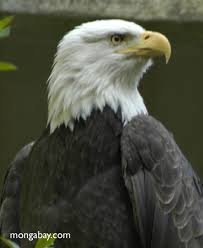 Bald Eagle (Haliaeetus