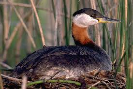 Grebe Podiceps grisegena