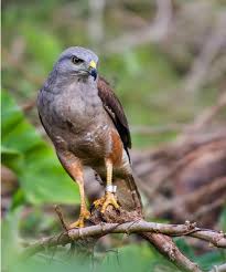 Ridgway's hawk, Buteo ridgwayi