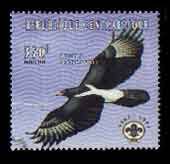 Aquila verreauxii