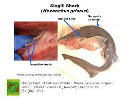 Shark (Hexanchus griseus):