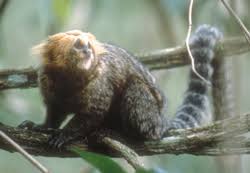 Callithrix flaviceps