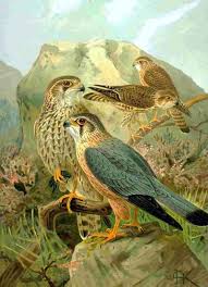 Merlin (Falco columbarius) -