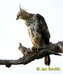 Spizaetus cirrhatus 3