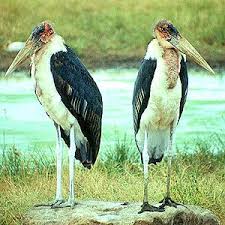 Family: Ciconiidae