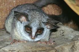 Galago senegalensis - komba