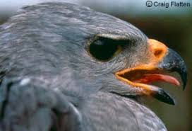 Hawk (Asturina nitida) was