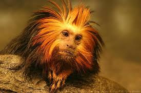 Monkey <i>Leontopithecus