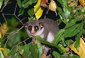 Lemur, Cheirogaleus medius