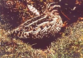 Gallinago andina (monotypic)