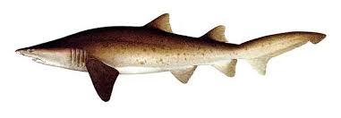 Carcharias taurus (From: