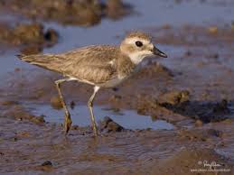 Scolopax bukidnonensis