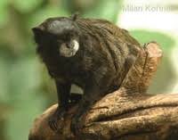 Saguinus graellsi