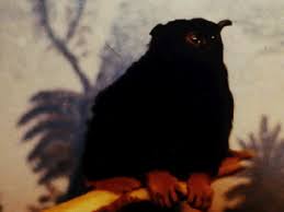 (Saguinus Midas)