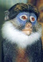 Pictures: Red-bellied Monkey