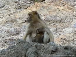Macaca sylvanus )